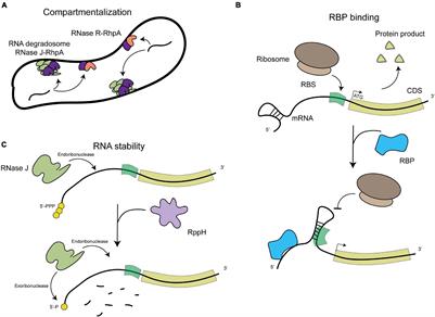 Riboregulation in the Major Gastric Pathogen Helicobacter pylori